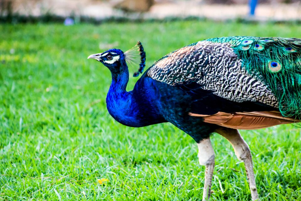 Colorful feathers animals