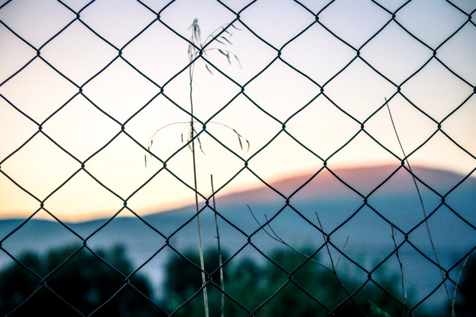Mountain sunrise plant