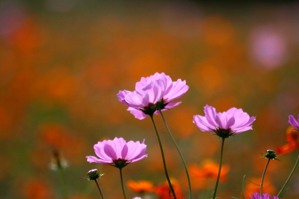 Pink flower bed karen