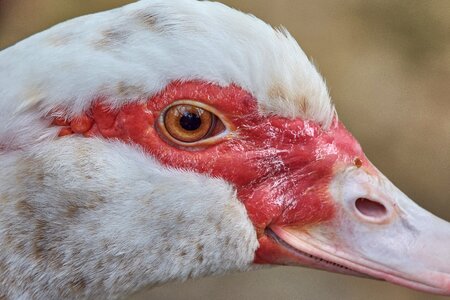 Bill face water bird