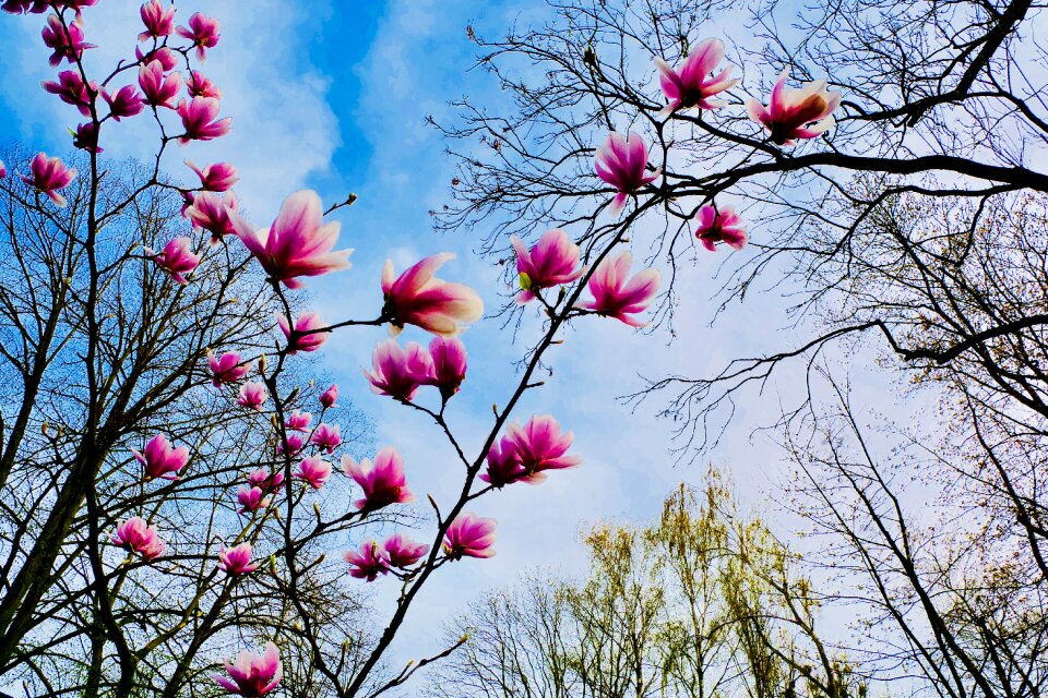 Tree season flower photo