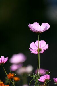 Pink flower bed karen