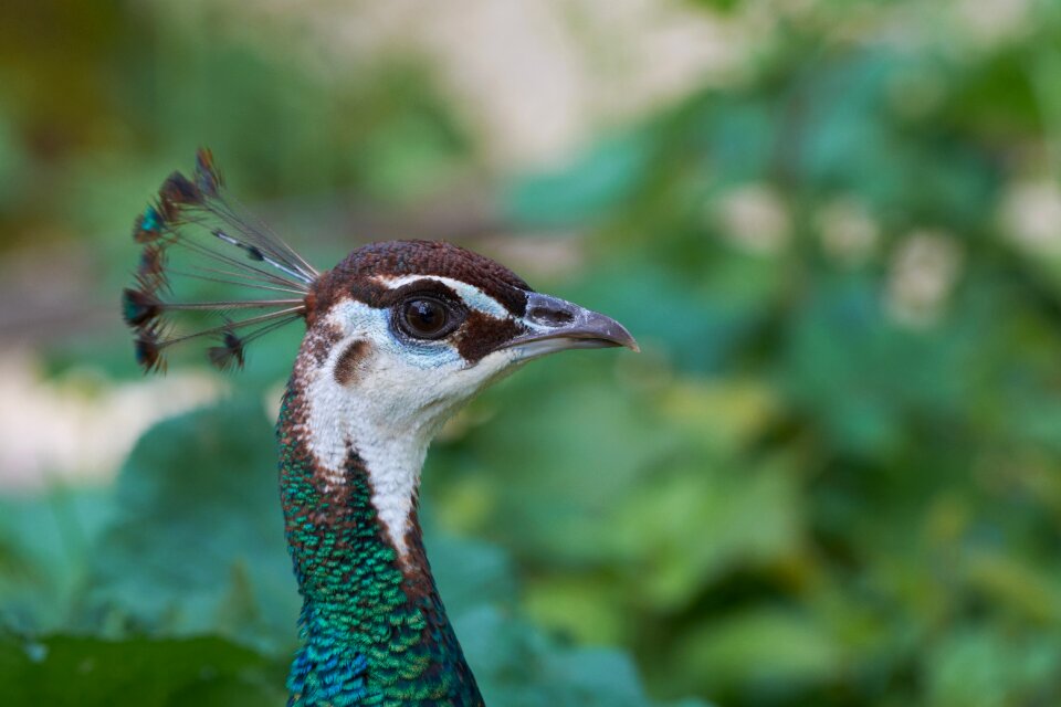 Feather bill colorful
