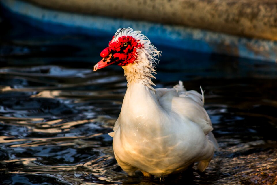 Nature plumage swim
