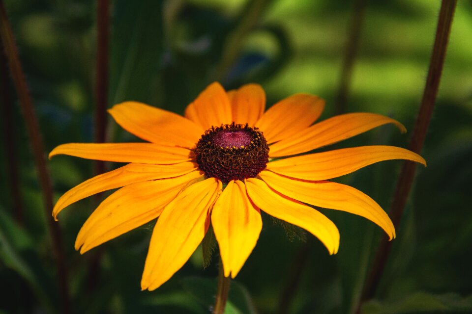 Nature bloom echinacea