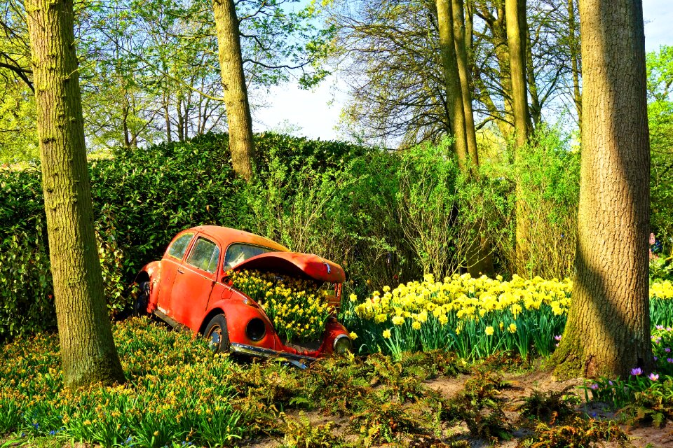 Volkswagen wreck daffodil volkswagen filled with daffodils