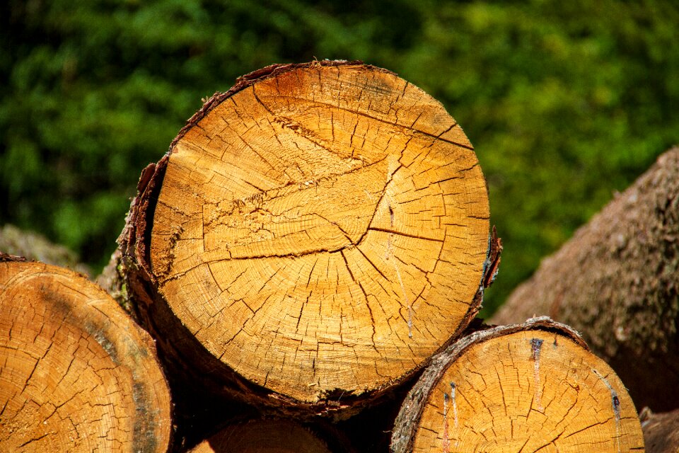 Tree firewood forest