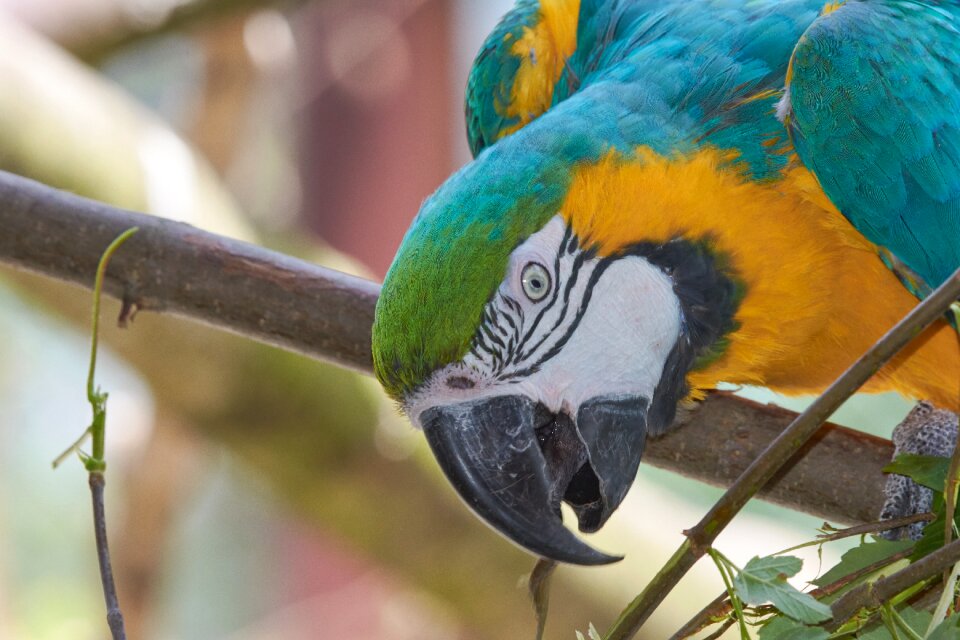 Bill branch long beak