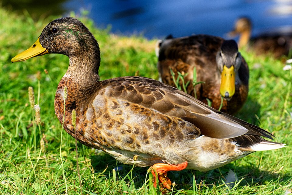 Nature plumage poultry