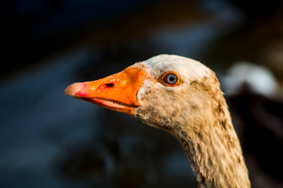 Nature plumage swim