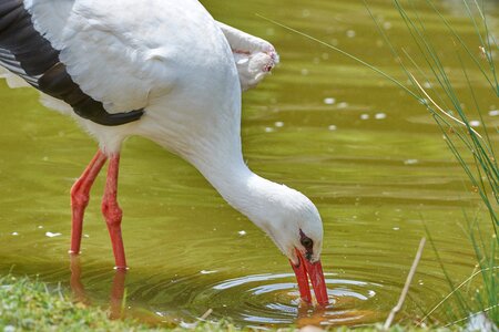 Bill rattle stork water photo