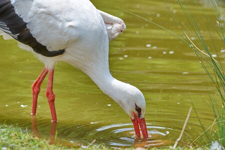 Bill rattle stork water