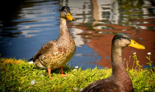 Nature plumage poultry