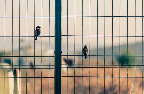 Fence freedom background
