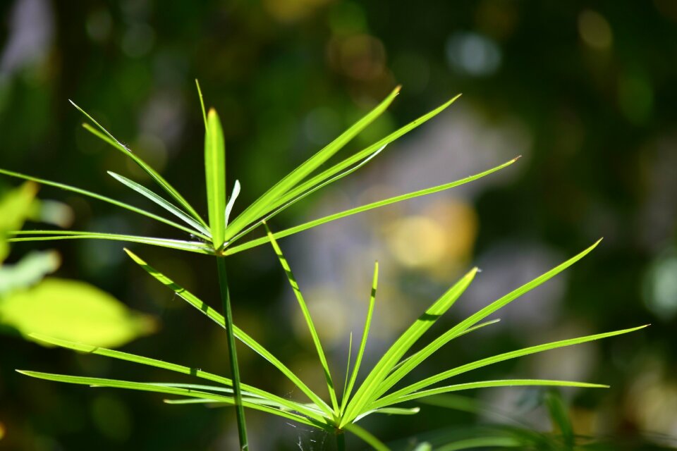Green nature campaign