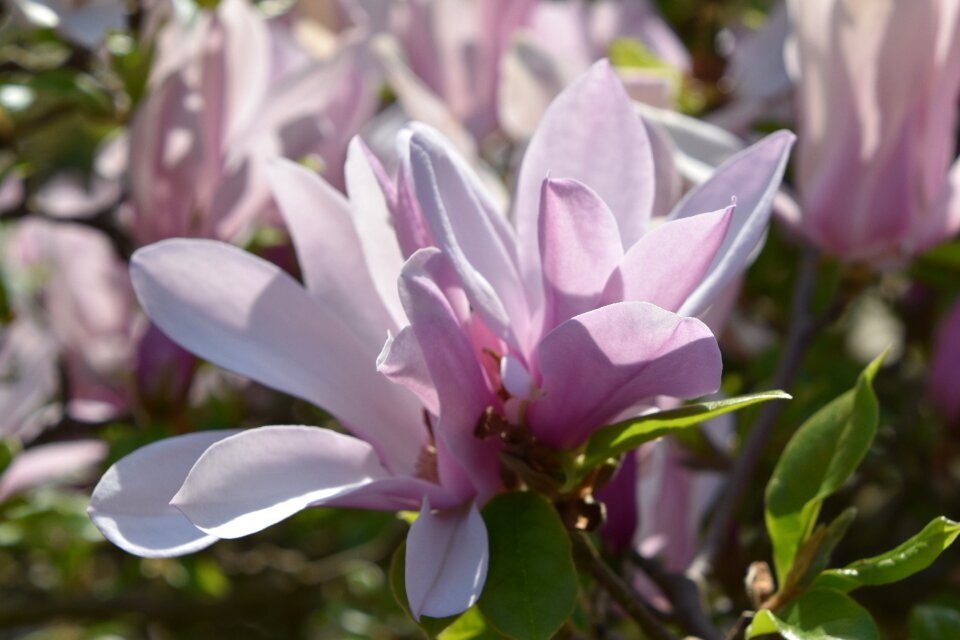 Leaf garden magnolia