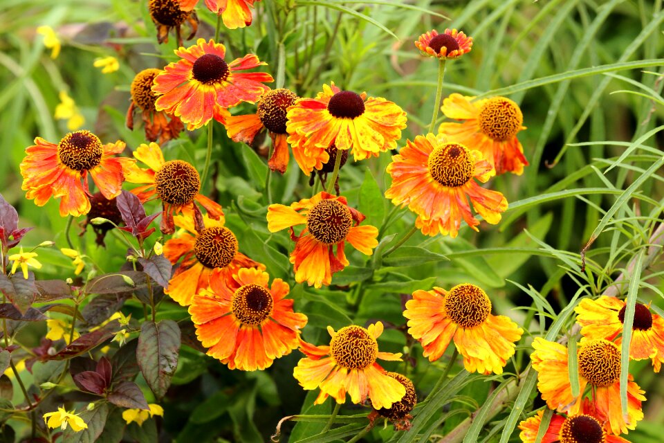 Orange bloom blossom