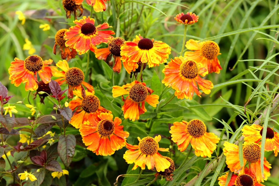 Orange bloom blossom photo