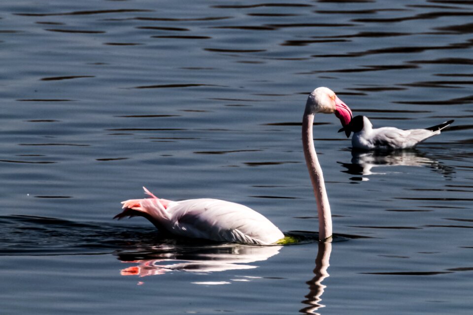 Flamenco birding laguna de fuente de piedra