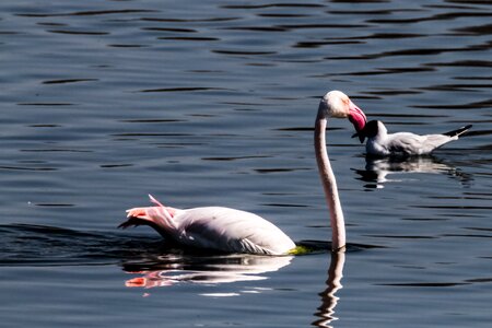 Flamenco birding laguna de fuente de piedra