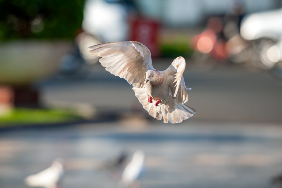 Dove flight animals