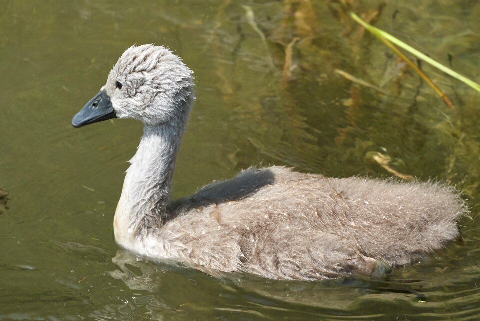 Swan kücken waters bird