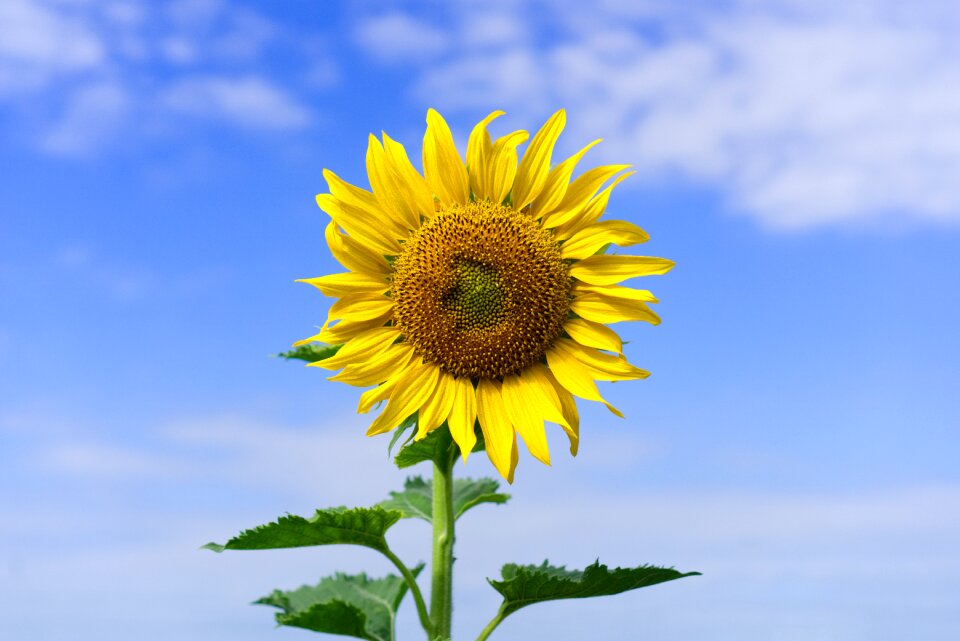 Yellow summer sun