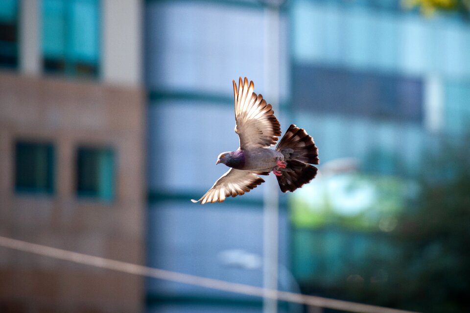 Dove flight animals