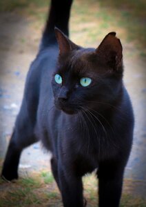 Domestic cat cat's eyes eyes photo