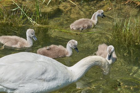 Chicken water bird swan kücken photo