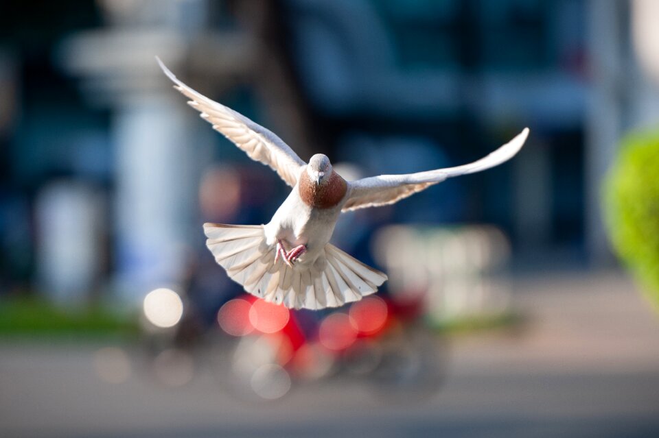 Dove flight animals