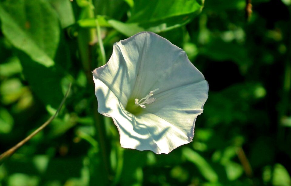 White creeper nature