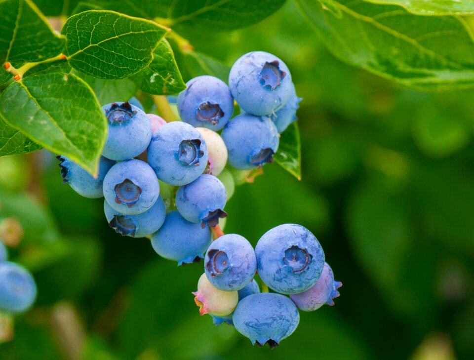 Vitamins healthy food