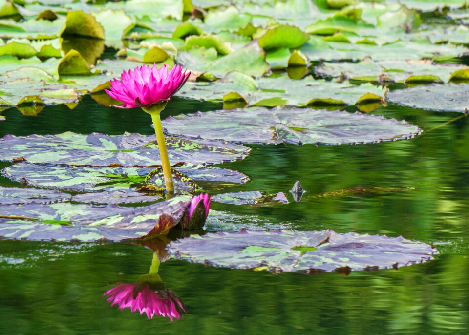 Garden pond nuphar lutea summer