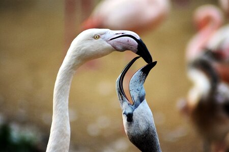 Nature available beak photo