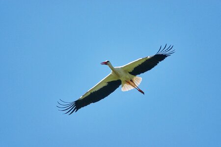 Rattle stork sky blue flight photo