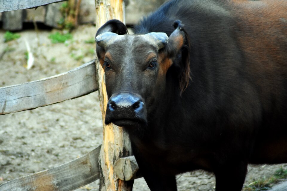 Buffalo animal background