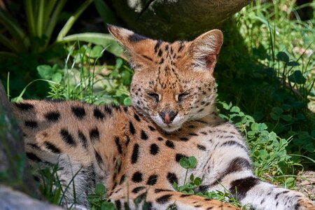 Wildcat cat africa