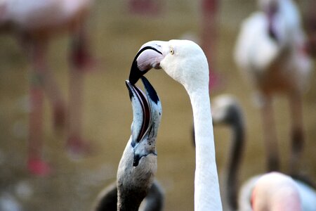 Nature available beak photo