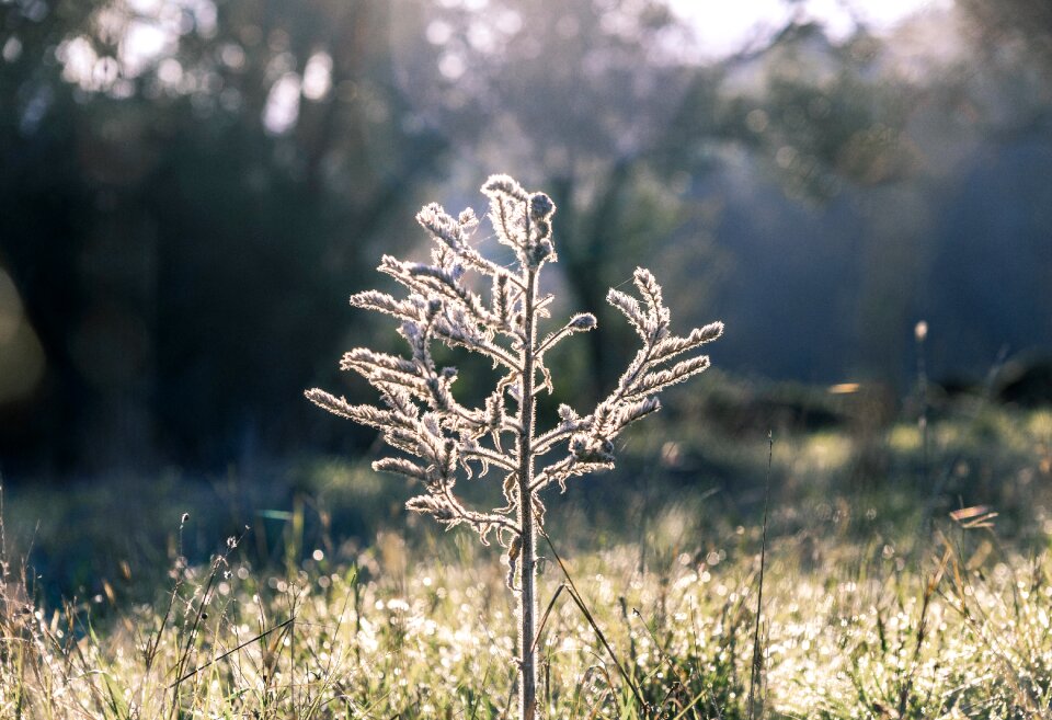 Sun light trees