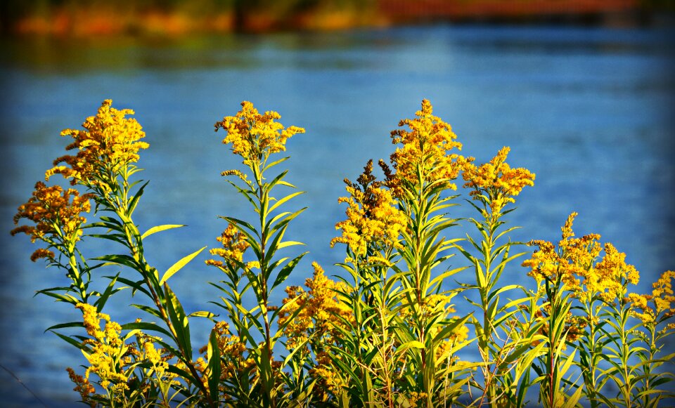 River landscape summer
