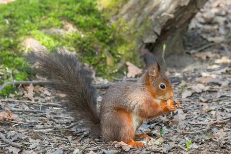 Possierlich autumn tail photo