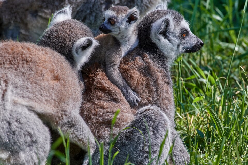 Young animals cute primates