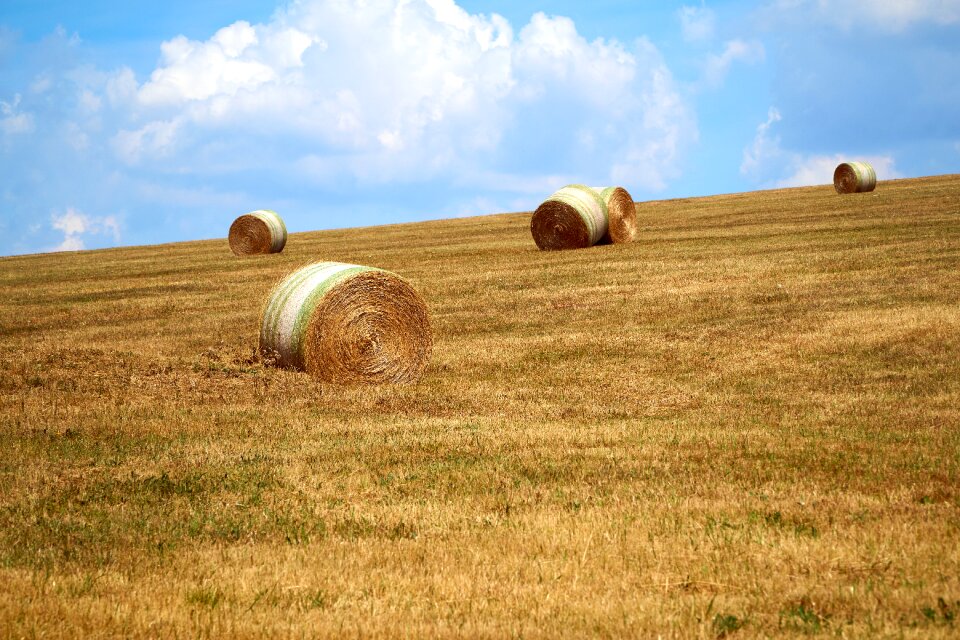Agriculture nature summer