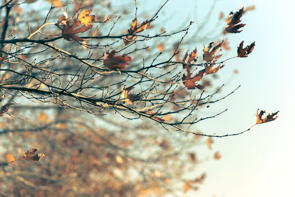 Blur yellow leaves tree