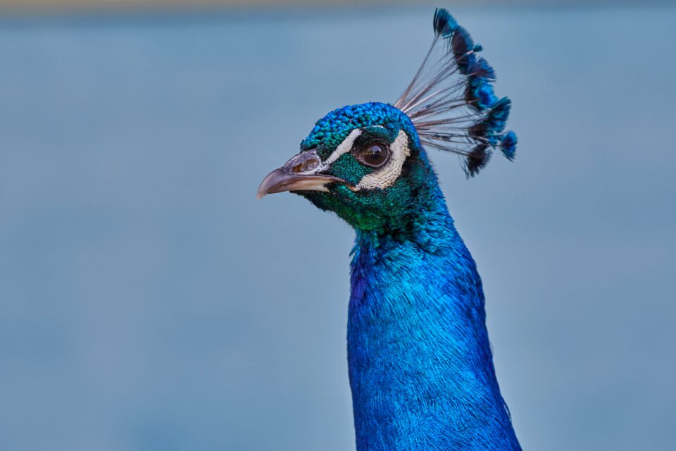 Feather blue beautiful
