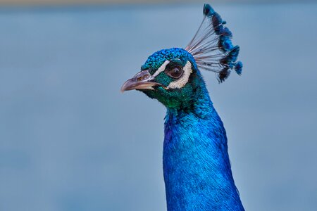 Feather blue beautiful photo