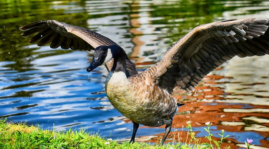 Nature water bird animals photo