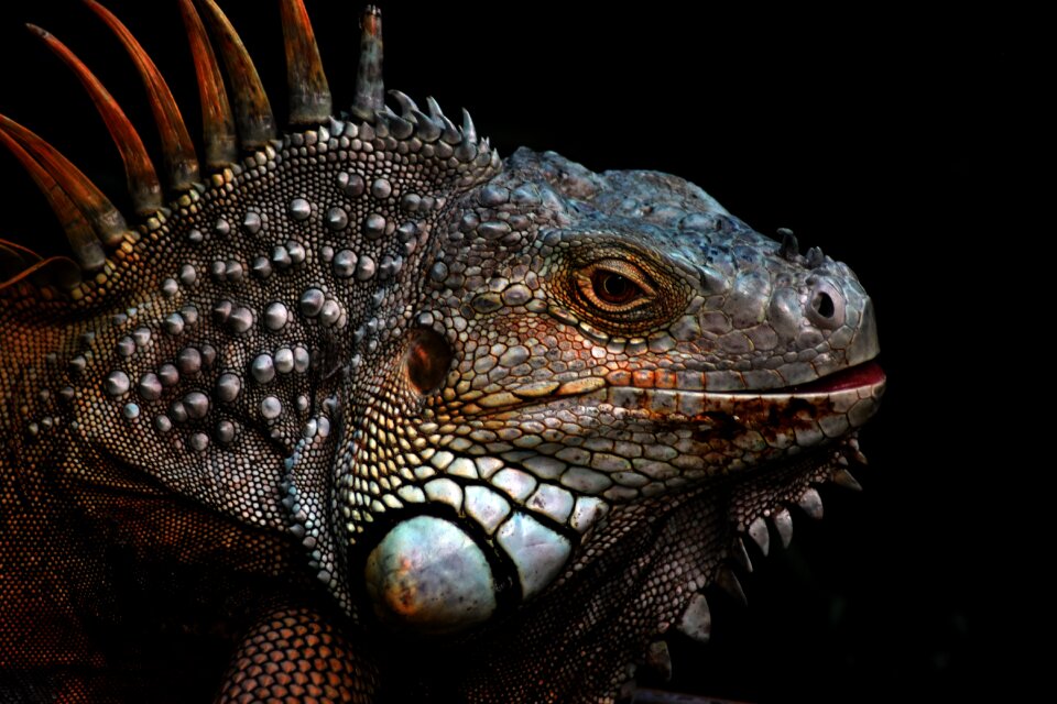 Wallpaper portrait animal