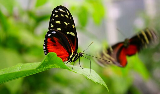 Butterfly tropical edelfalter photo